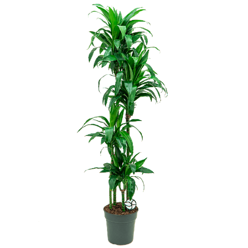 Dracaena Janet 4 lü (2 Metre)