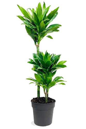 Dracaena Janet 3 lü