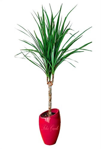 Dracena Marginata