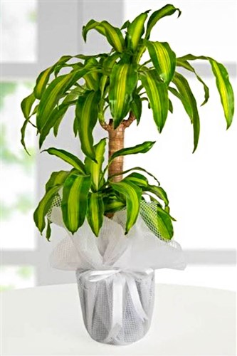 Dracena Massengena 2'li