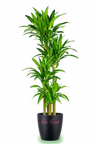 Dracena Massengena 3'lü