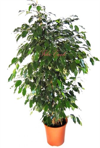 Ficus Benjamina