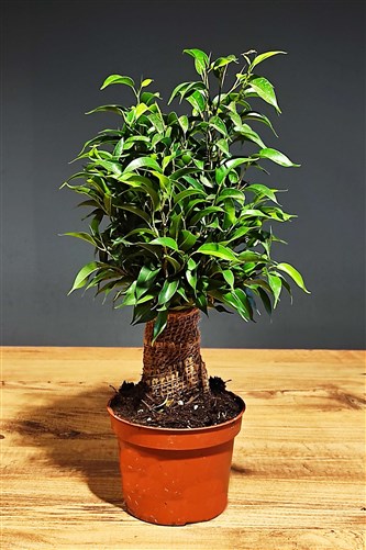 Ficus Bonsai (Bodur Model)