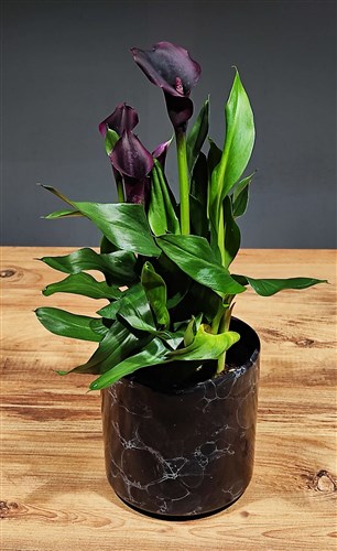 Gala (Mor) - Seramik Saksılı