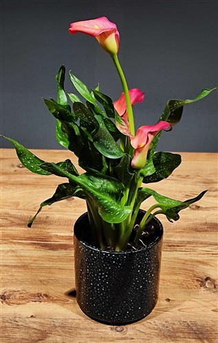 Gala (Pembe) - Seramik Saksılı