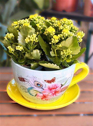 Galanco Arajmanı (Büyük boy dekoratif saksılı)