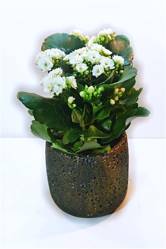 Galanço (Dekoratif Saksılı)