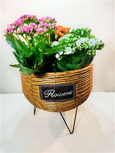 Galanço Potpori ( 3'lü özel saksısıyla)