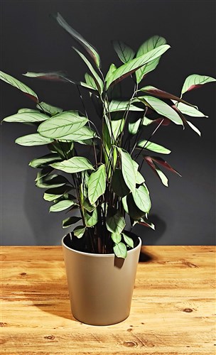 Galatea (80cm)