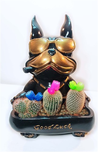 Good Luck Boss (Canlı 3'lü Kaktüs ile birlikte)