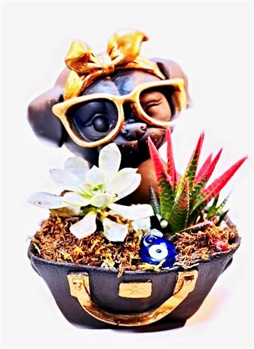 Güzel Günlerimize - Canlı sukulent Bitkiler (Büyük boy )