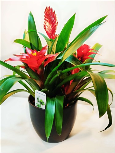 Guzmanya 3'lü (Seramik Saksılı)