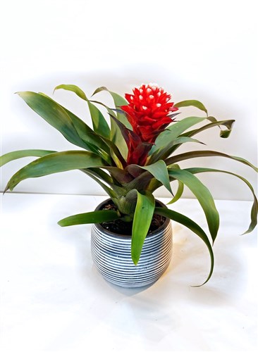 Guzmanya (Dekoratif Saksılı)