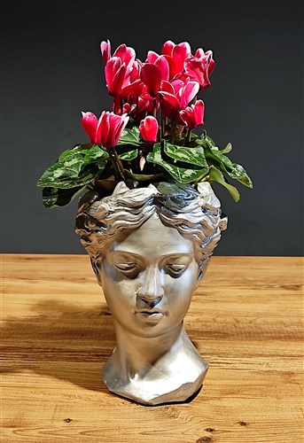 Helen Saksı ve Seklamen (tavşan kulağı)