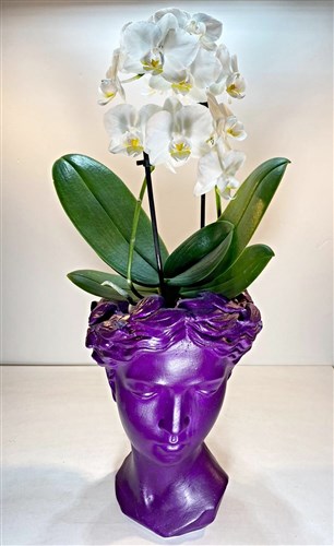 Helen Saksılı Beyaz Orkide