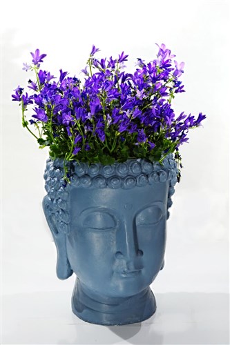 Helen ve Queen Agapanthus