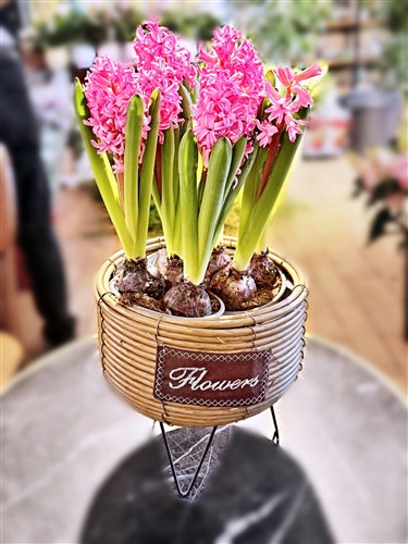 Two potted (6 bulbs) Vivid Pink Hyacinths - Decorative pot