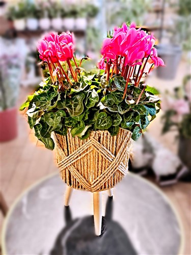 İki saksılı Canlı Pembe Seklamen- Dekoratif saksıyla