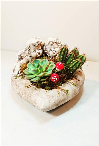 İkiz Melekler (Döküm saksı içerisinde canlı kaktüs ve sukulent)