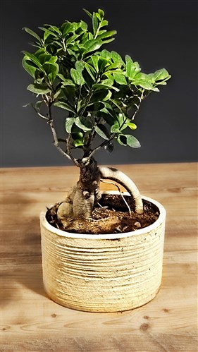 Japon Bonsai Ficus Ağacı (40cm)