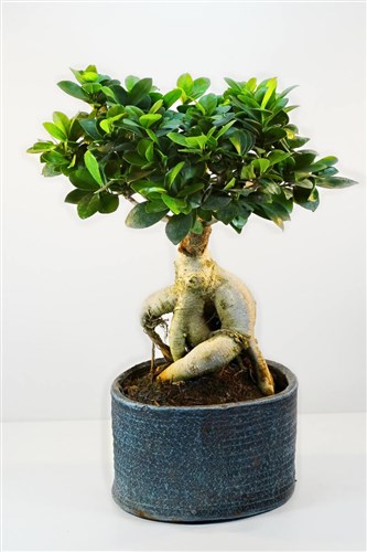 Japon Bonsai Ficus Ağacı (50 cm)