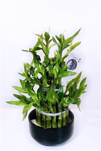 Japon Lucky Bambu 3 (Büyük Boy)