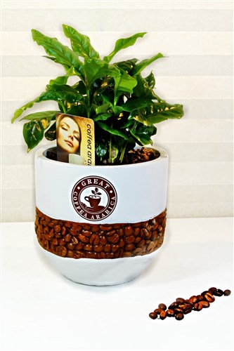 Kahve Ağacı (Büyük Boy)