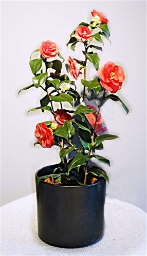 Kamelya (65 cm)