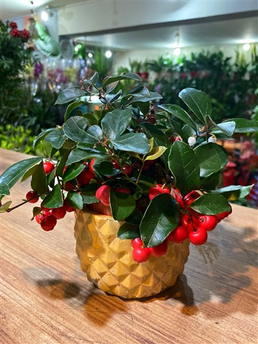 Keklik Üzümü (Gaultheria Procumbens) (Döküm saksılı)