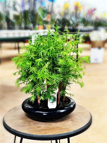 Larex Forest Bonsai (35 cm.)