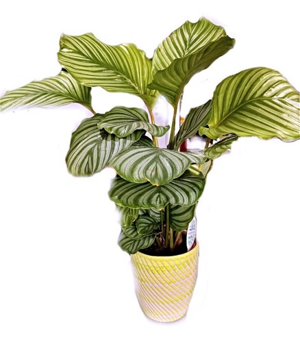 Maranta Calathea-Galetya Seramik Saksılı ( Büyük boy)