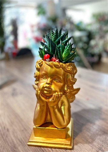 Melek ve Aleo Vera Kaktüs