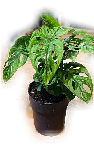 Monkey Monstera, Deve Tabanı, Delikli Yaprak