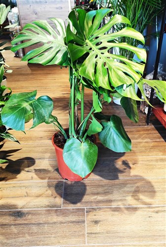 Monstera - Deve Tabanı (140 cm)