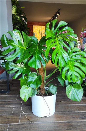 Monstera Delicios-Deve Tabanı (Seramik Saksı Hariçtir - 150 cm)