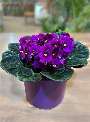 Mor Menekşe (Seramik Saksılı)