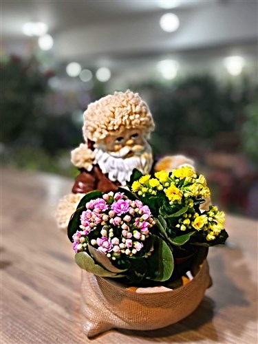 Noel Baba ve Canlı Galanço Çiçeği (Canlı)