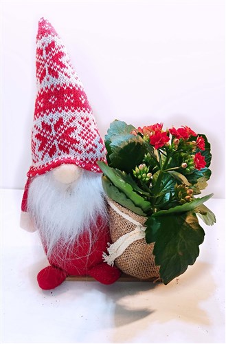 Noel Baba ve Galanço saksı çiçeği 2 (Canlı)