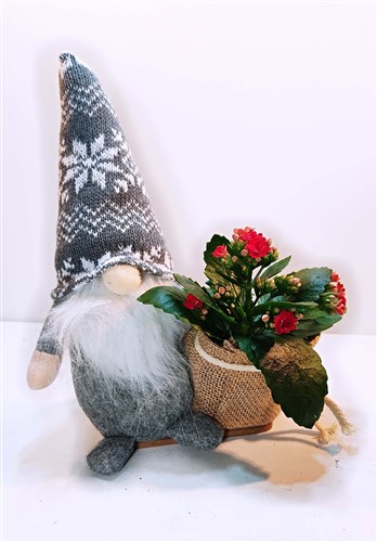 Noel Baba ve Galanço saksı çiçeği (Canlı)