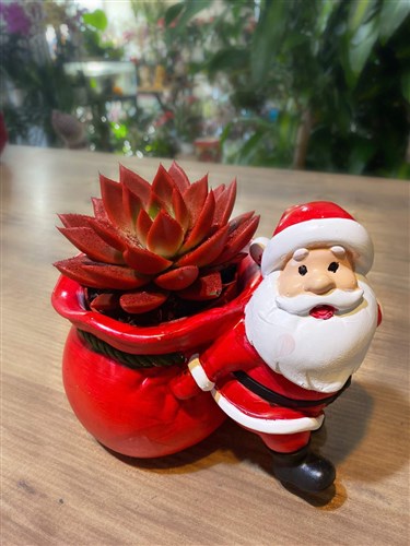 Noel Baba ve Red Sukulent
