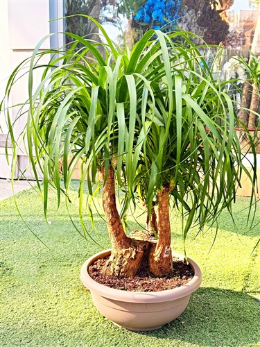 Nolina Üç Köklü (100 cm.)