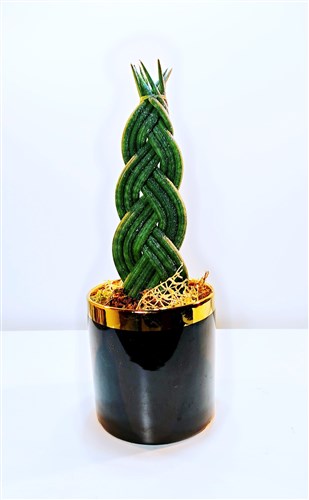 Örgülü Kılıç Saksı Bitkisi (Seramik Vazolu)