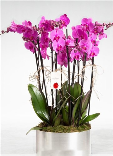 Orkide Arajmanı (Gümüş -Metal Tasarımlı Saksı Dahil)