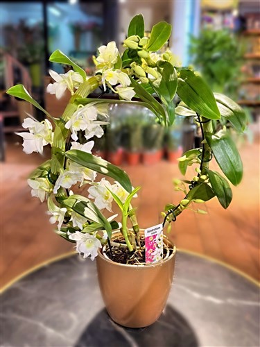 Orkide Çember Dendrobium-Seramik saksılı (New year 2026)