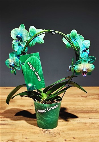 Orkide (wonder green) Özel Üretim