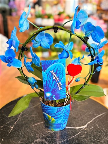 Özel Çember Mavi Orkide (Sınırlı sayıda)