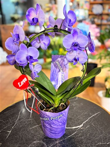 Özel Çember Mor Orkide (Sınırlı sayıda)