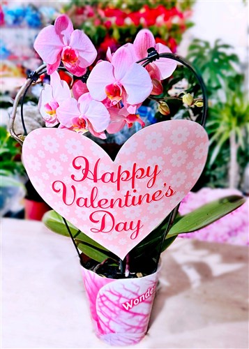 Özel Çember Pembe Orkide (Sınırlı sayıda)