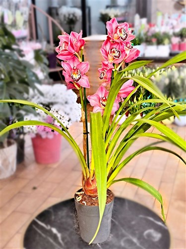 Pembe Jumbo Orkide (85 cm.) Simbidyum