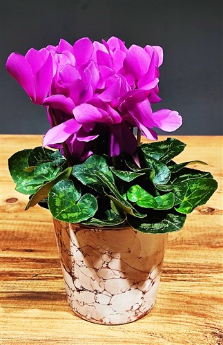 Pembe Seklamen (Saksılı)